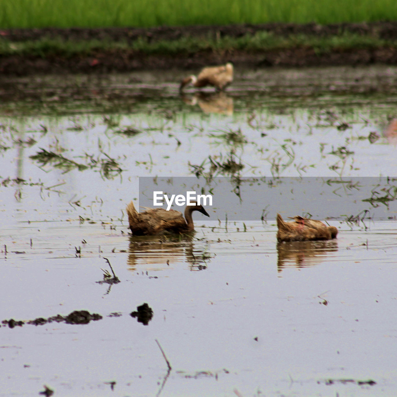 DUCKS IN LAKE