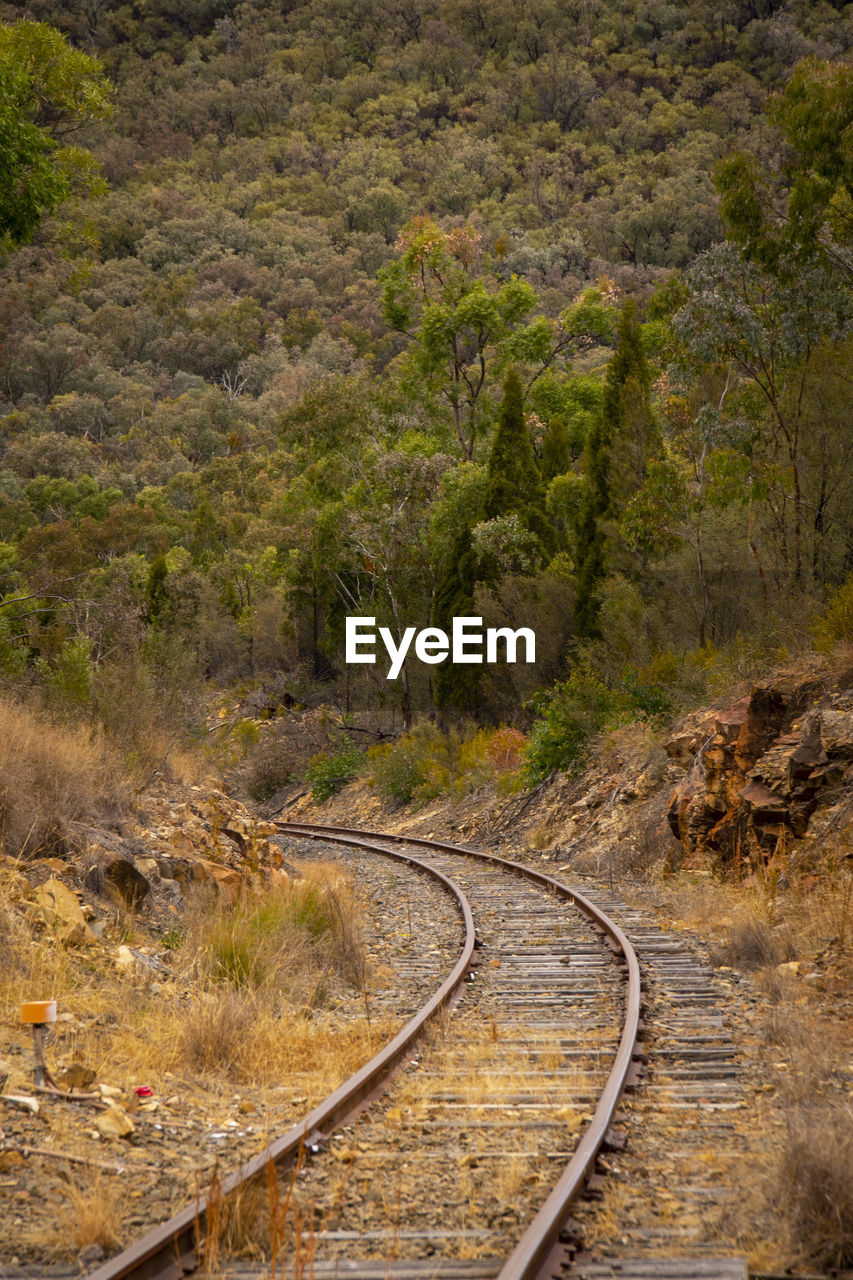 RAILROAD TRACKS BY TREES