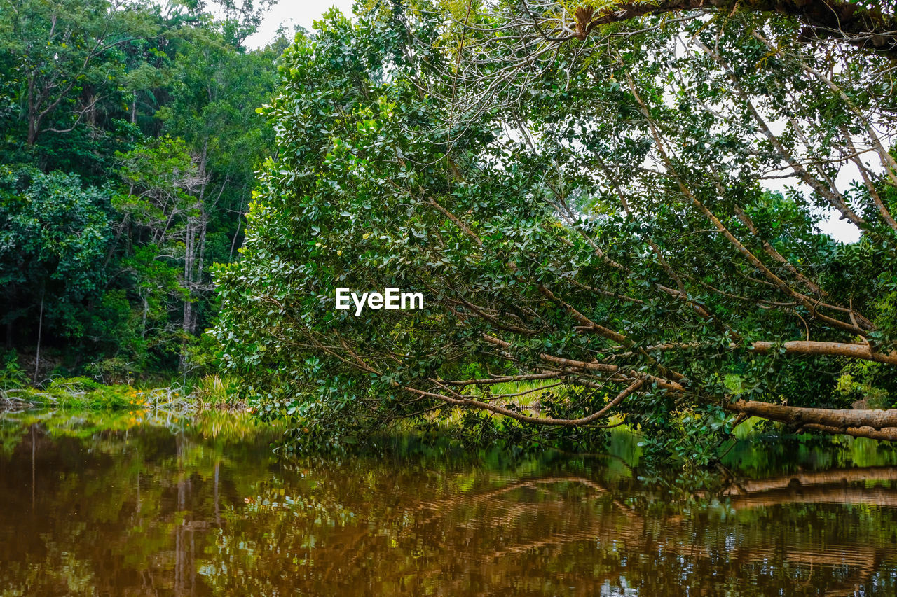 SCENIC VIEW OF LAKE