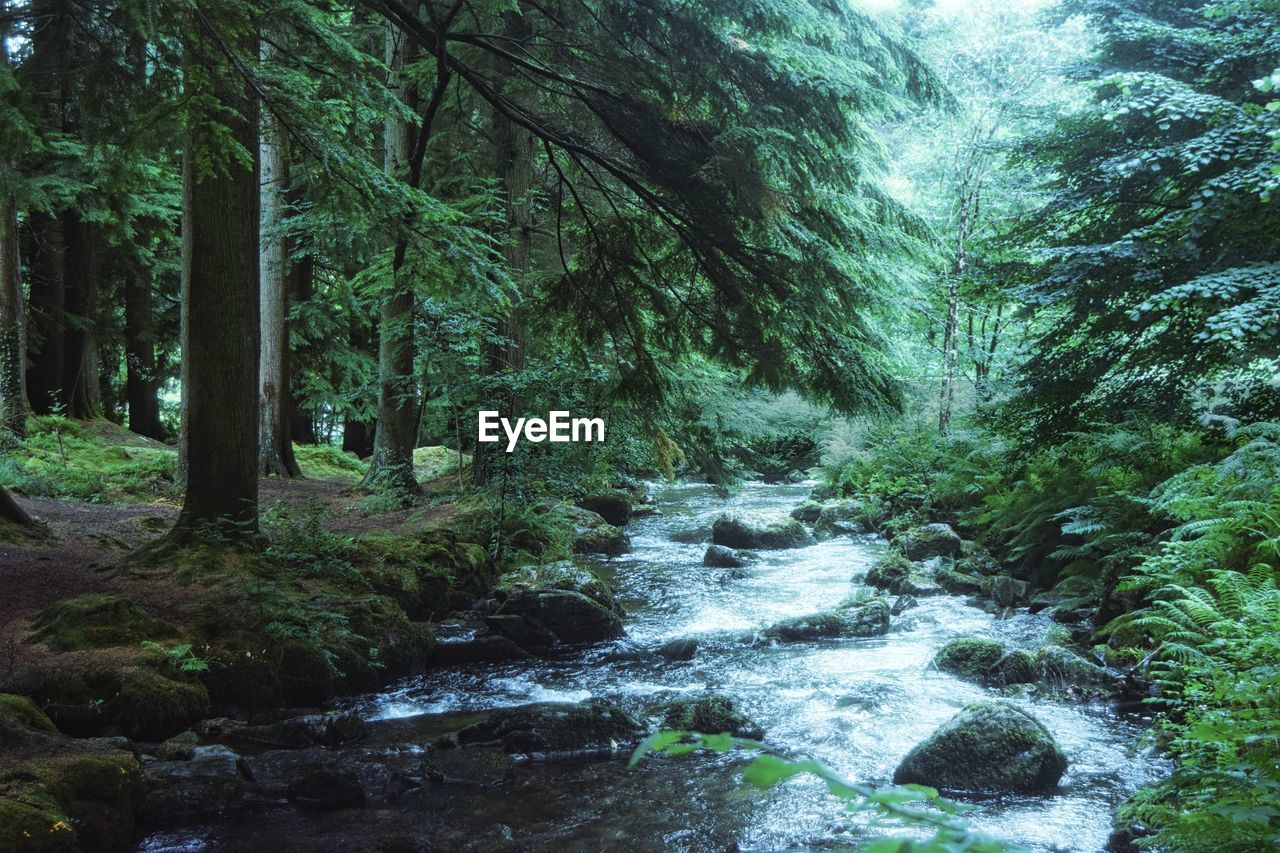 Stream flowing amidst trees in forest