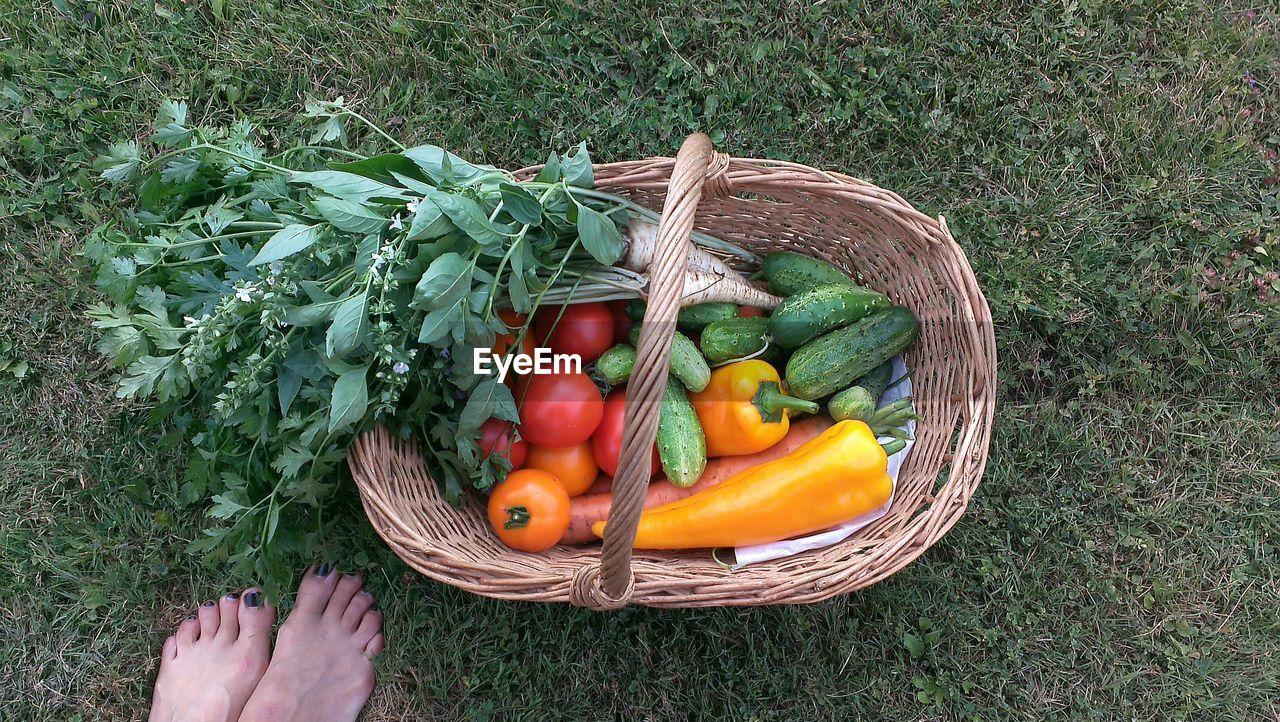 High angle view of vegetables in wicker basket on grassy field