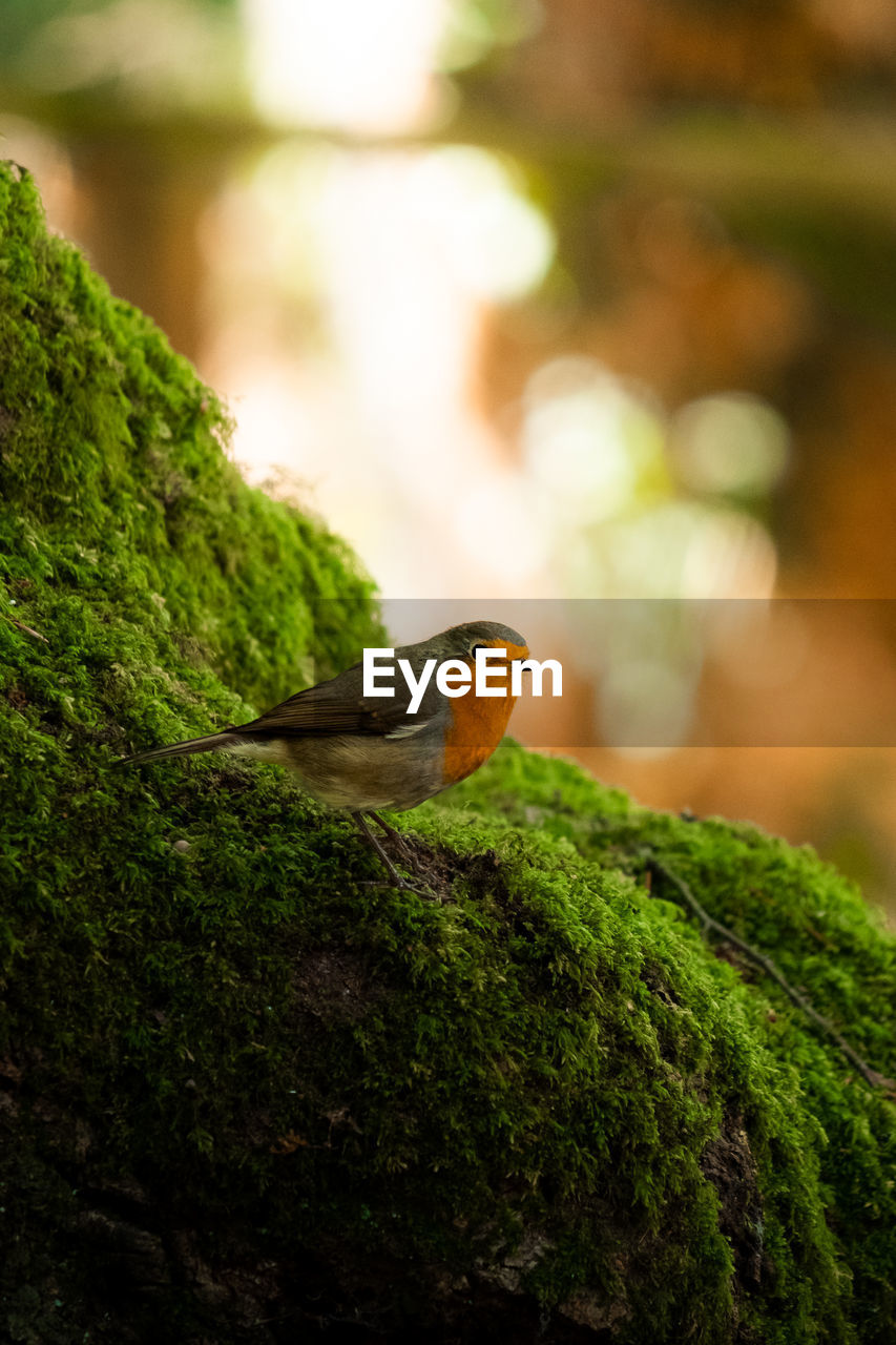 Robin perching on a branch covered in moss with soft light in a forest