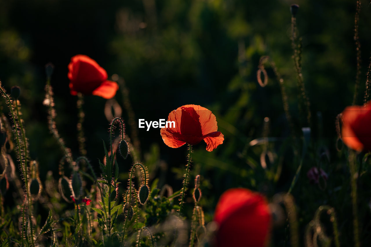 CLOSE-UP OF RED POPPY FLOWERS GROWING ON FIELD