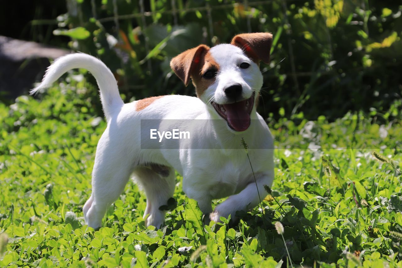 DOG IN THE GROUND