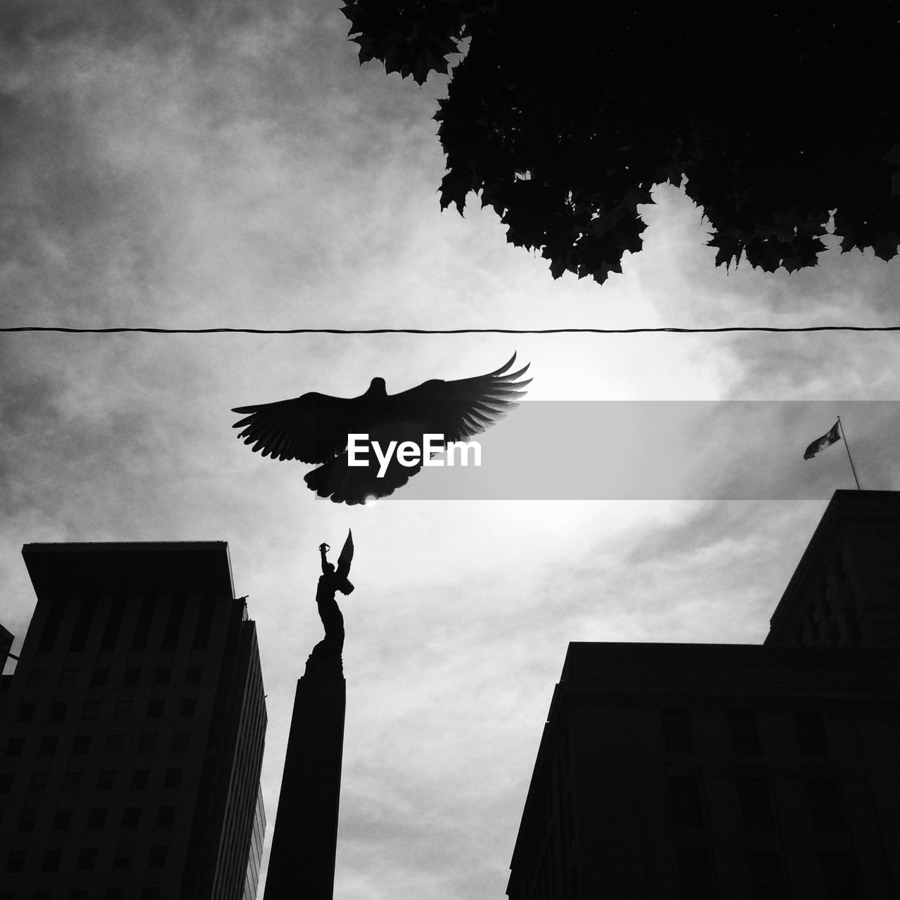 Silhouette of bird flying over city
