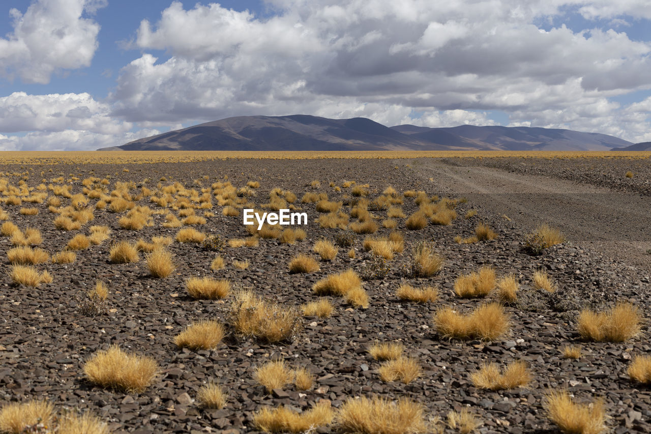 Puna, cordillera de los andes. scenic view of field against sky