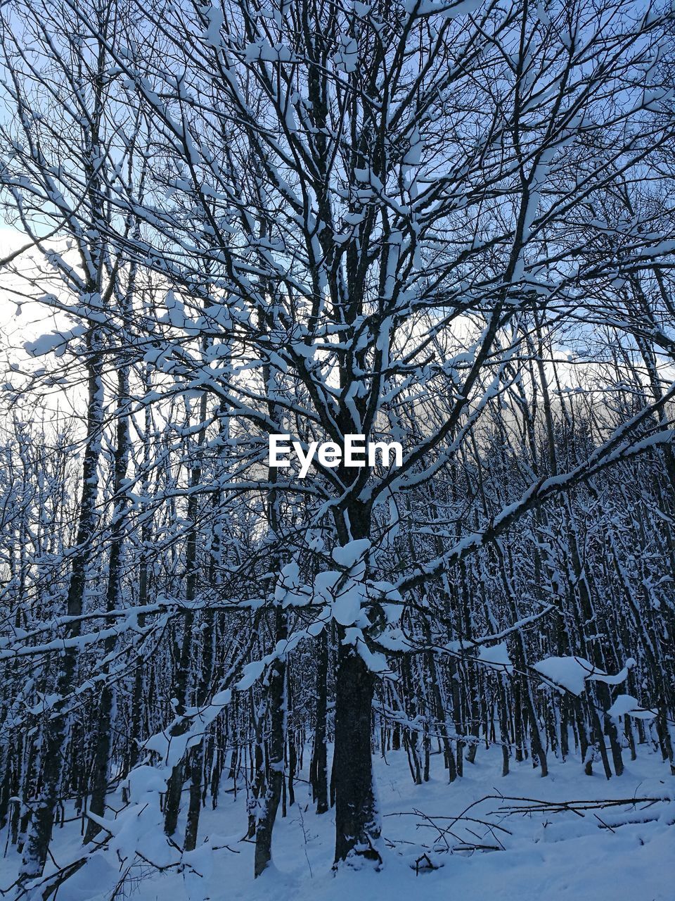 BARE TREES IN SNOW