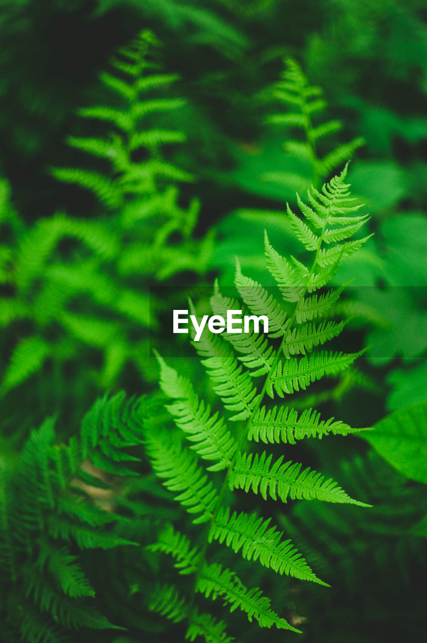 Close-up of fern leaves