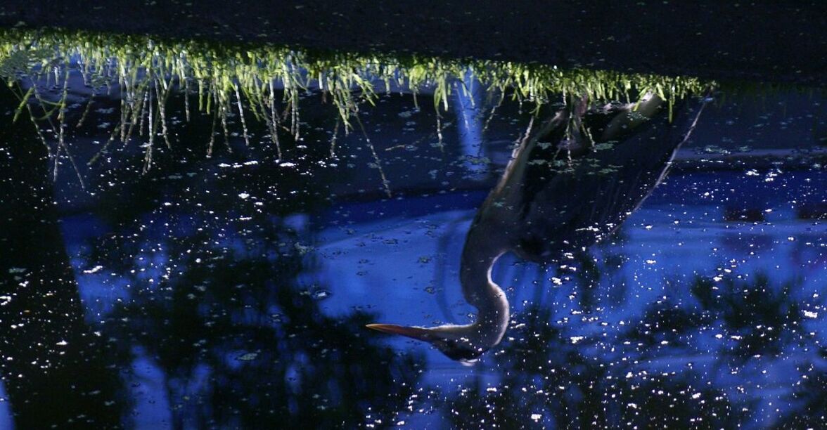 Reflection of grey heron on field against sky in pond