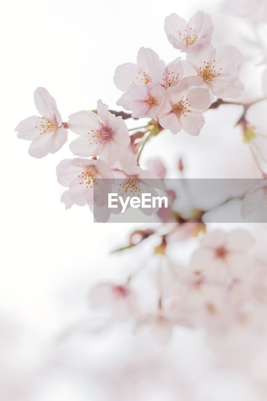 Flowers against white background