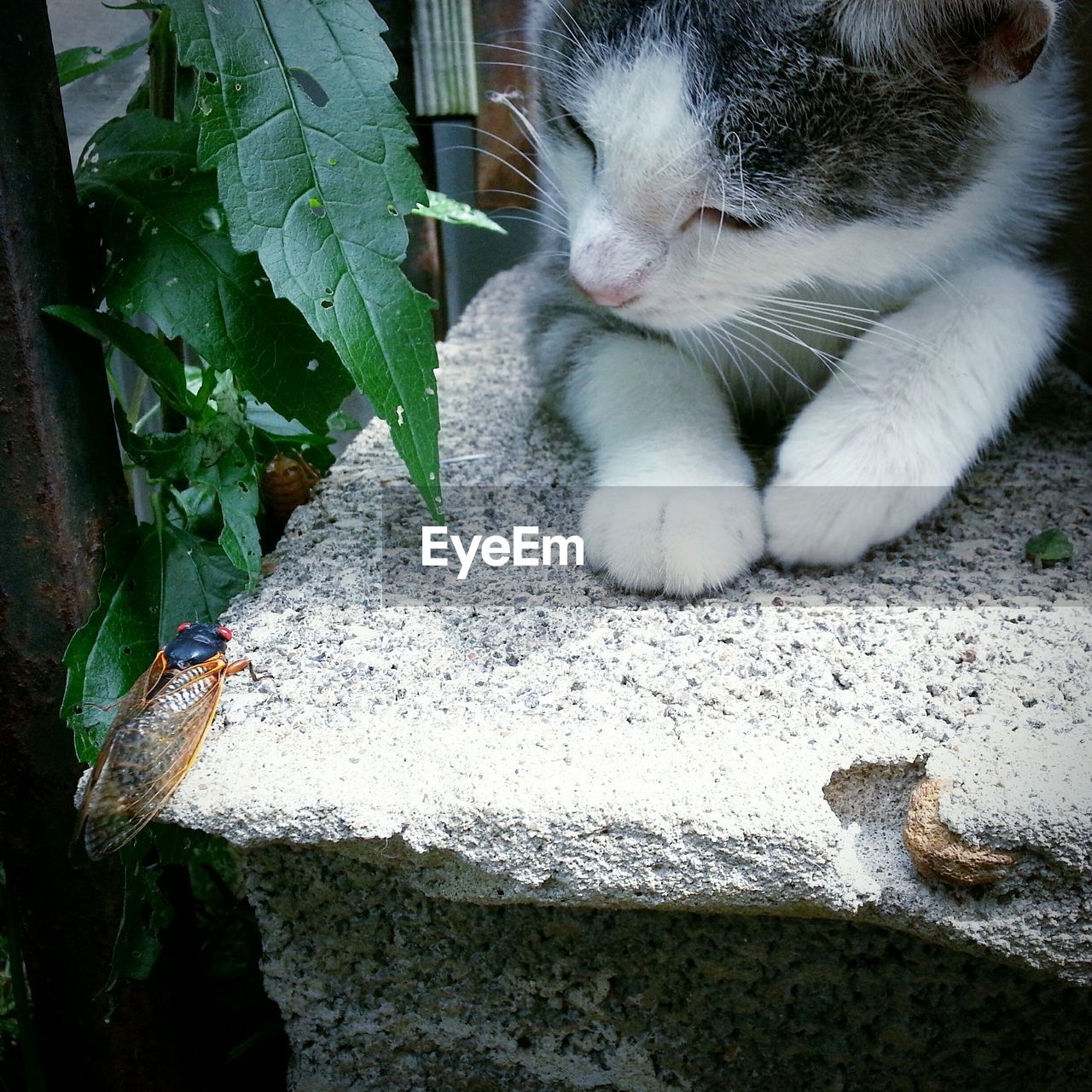 Close-up of cat watching insect