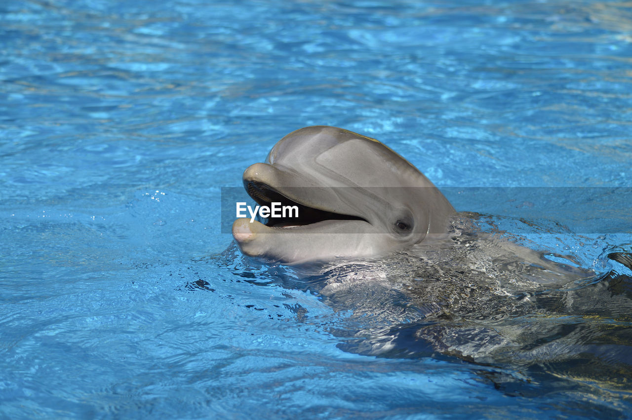 Bottlenose dolphin with head above water latin name tursiops truncatus