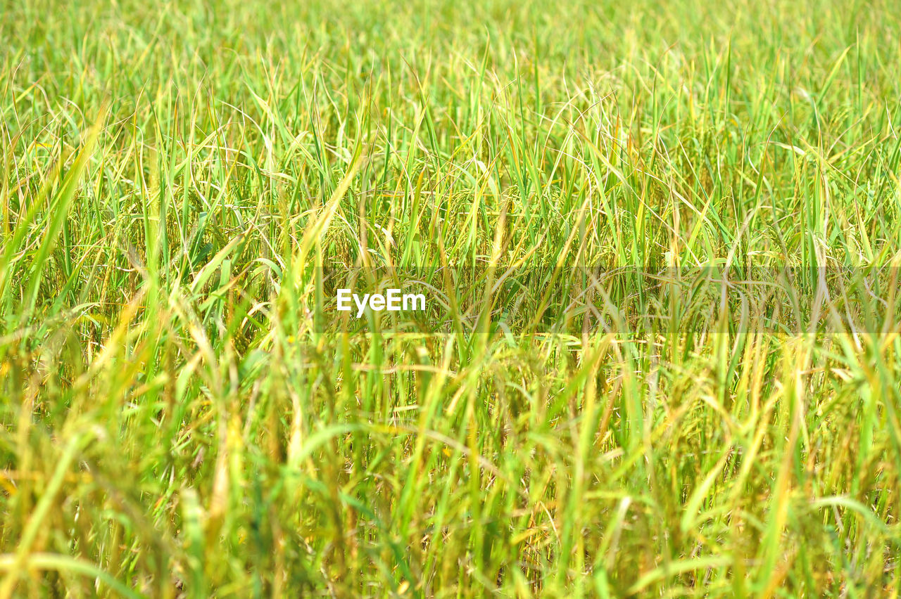 Full frame shot of crops on field
