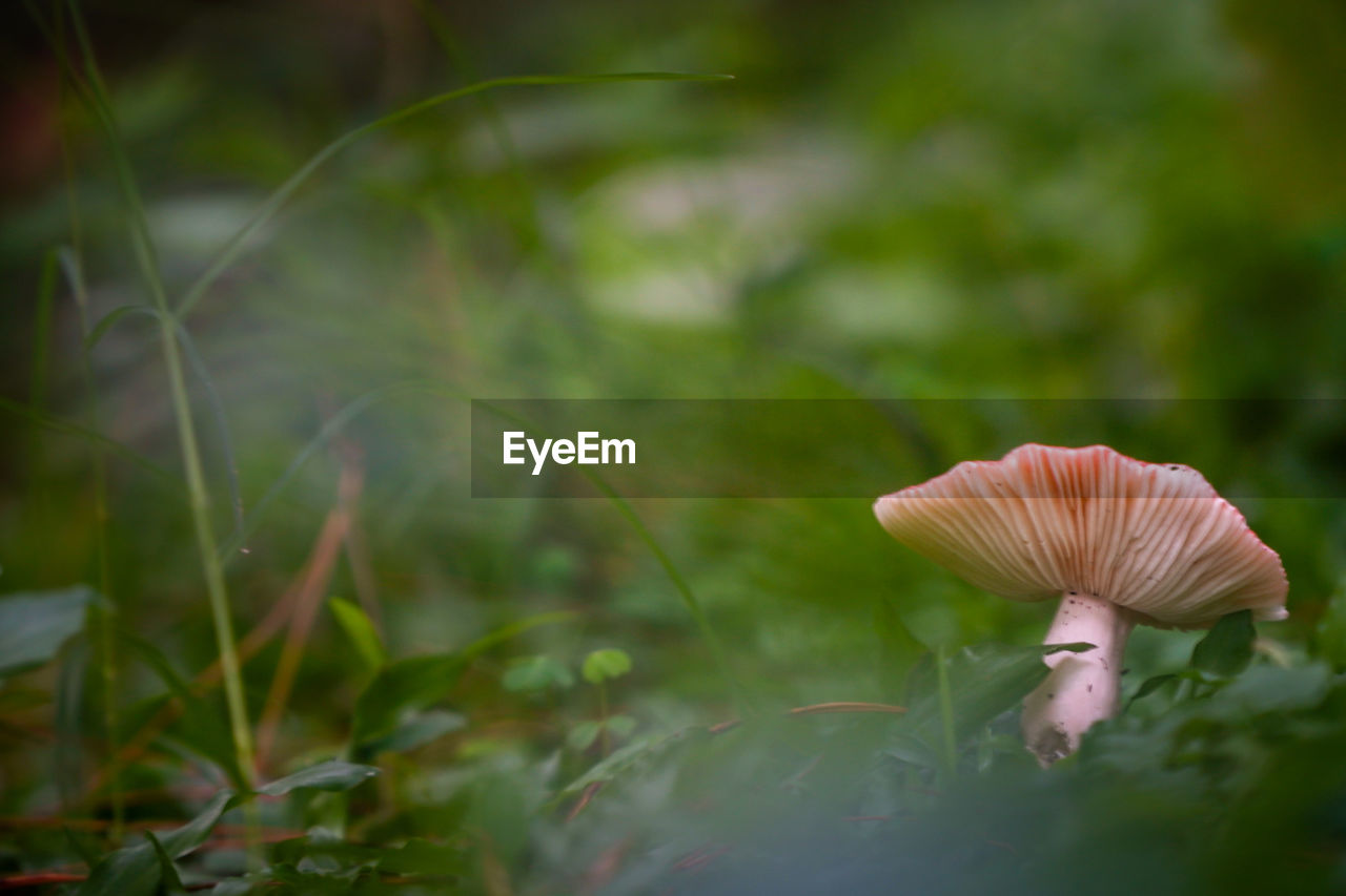 nature, mushroom, fungus, plant, vegetable, macro photography, green, food, growth, flower, leaf, forest, beauty in nature, grass, close-up, freshness, land, fragility, selective focus, no people, natural environment, tree, outdoors, meadow, food and drink, plant stem, toadstool, focus on foreground, day, woodland, edible mushroom, environment