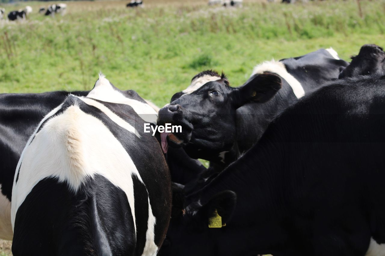 Cows in a field