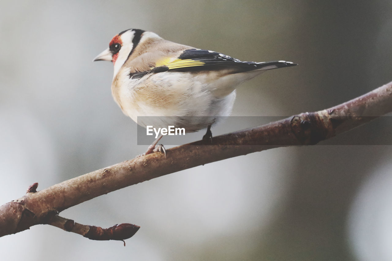 Close-up of bird gold finch perching on branch