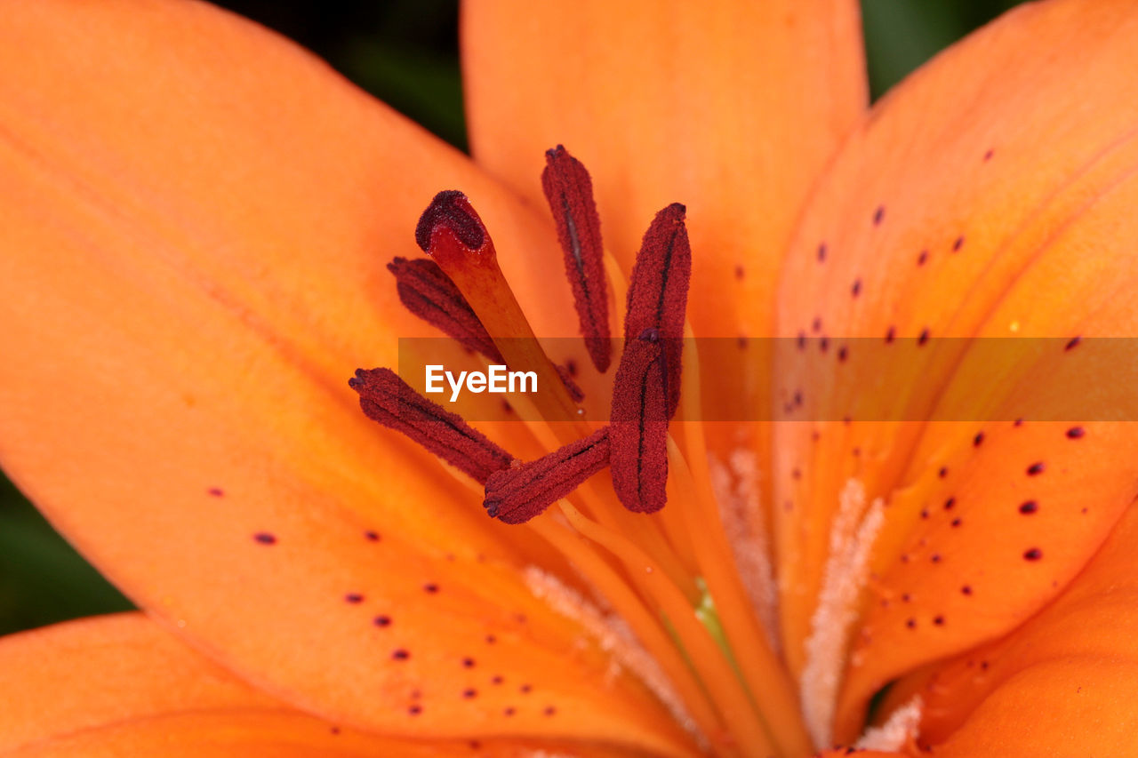 Nature closeup - macro inside of an orange lily flower, with pollen,