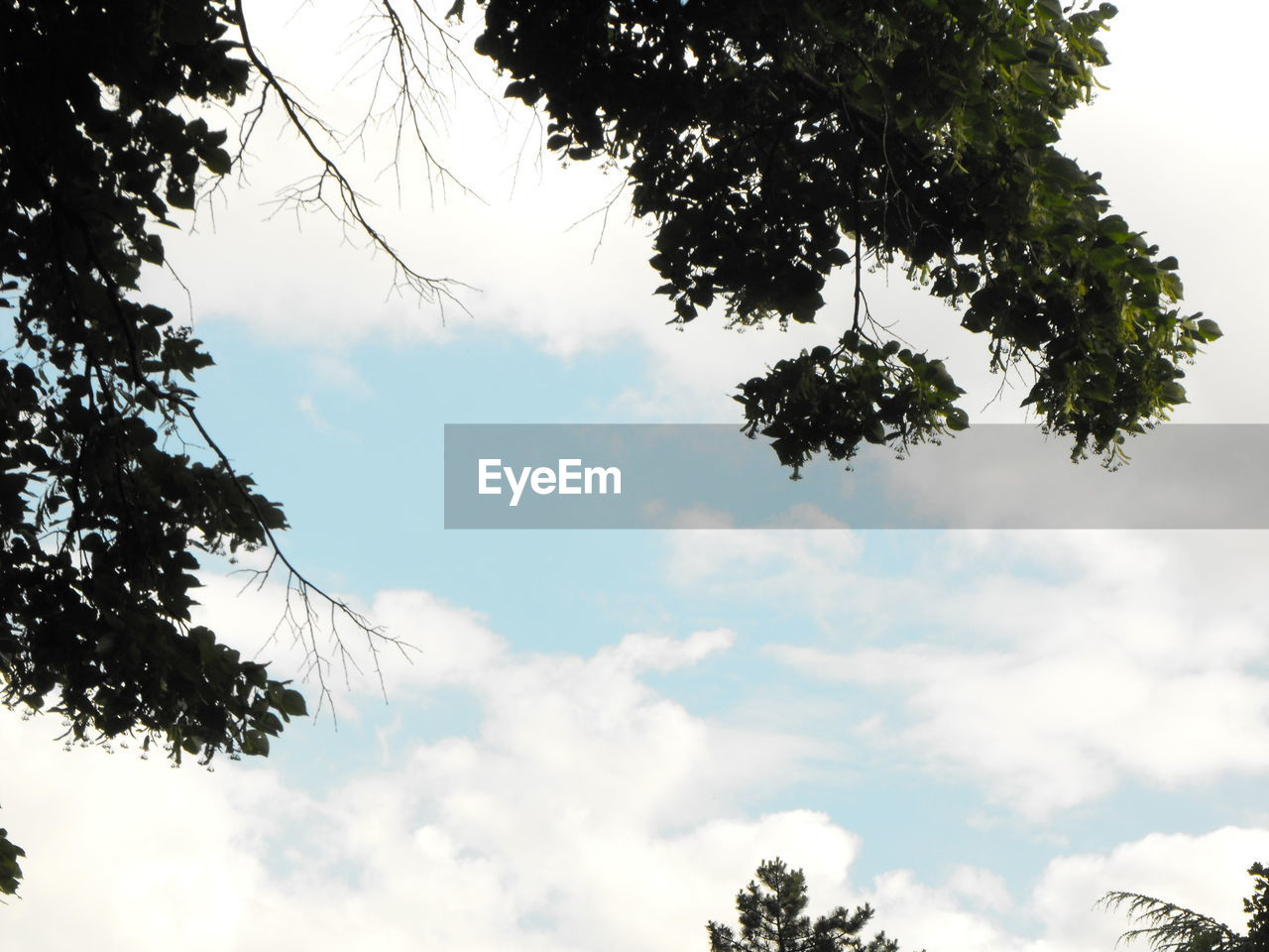 LOW ANGLE VIEW OF TREES AGAINST CLOUDY SKY