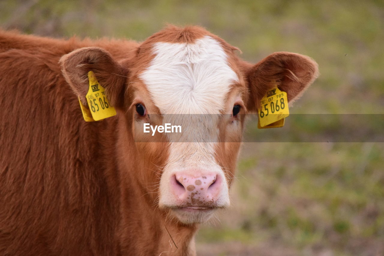 Portrait of cow with livestock tags on land