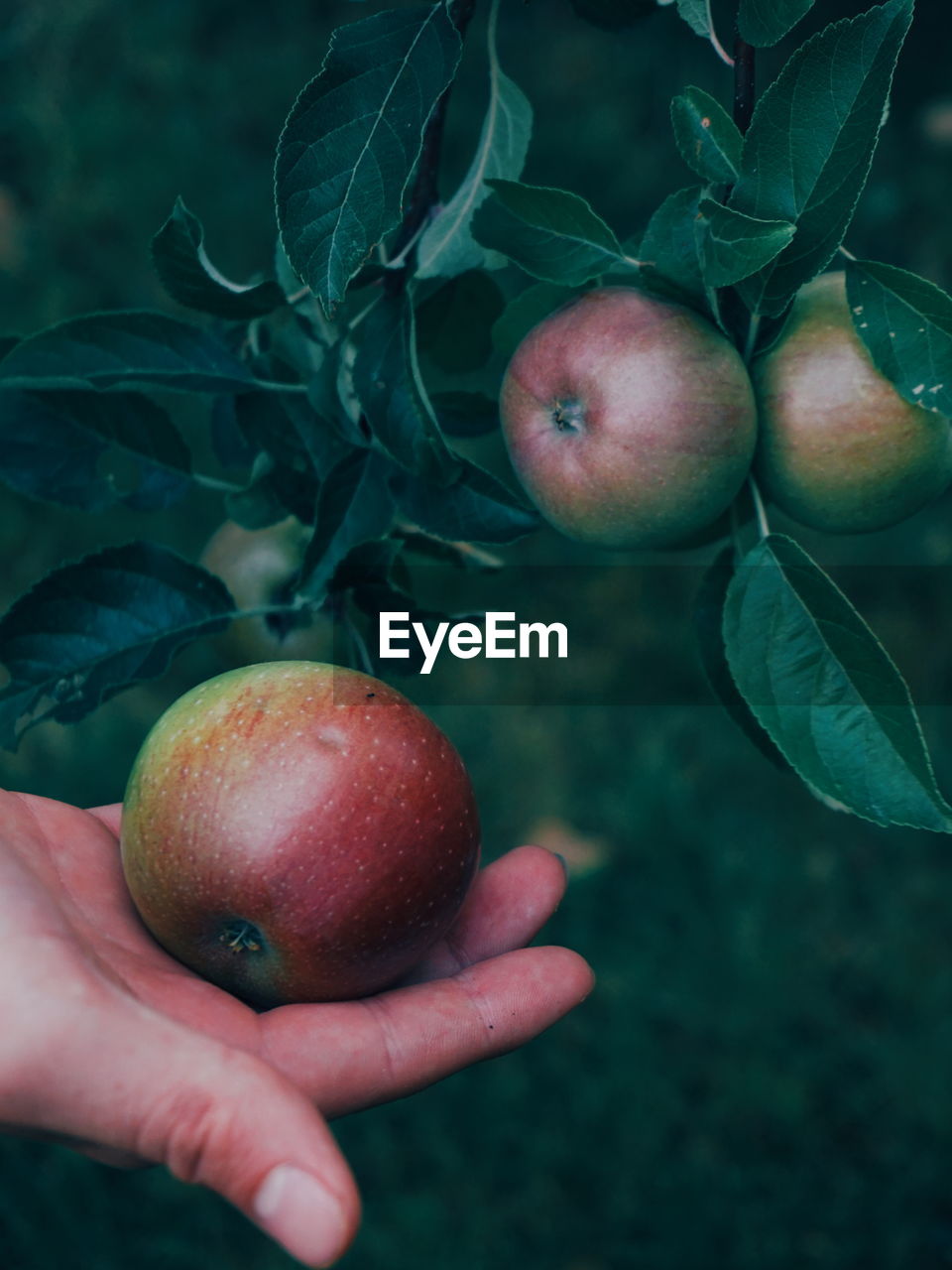 Cropped hand holding growing apple on tree