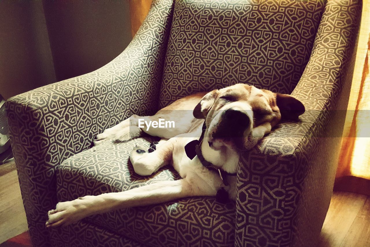 Dog laying on chair with head on arm rest. afternoon sunlight coming from the window.