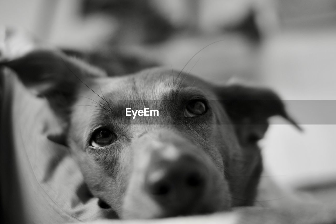 Close-up portrait of dog