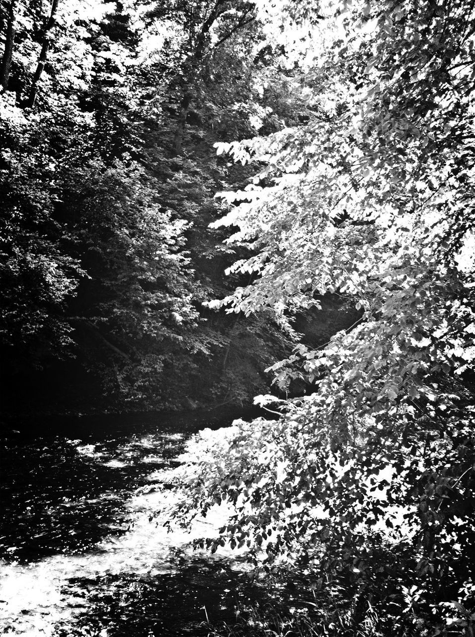 SCENIC VIEW OF TREES BY RIVER