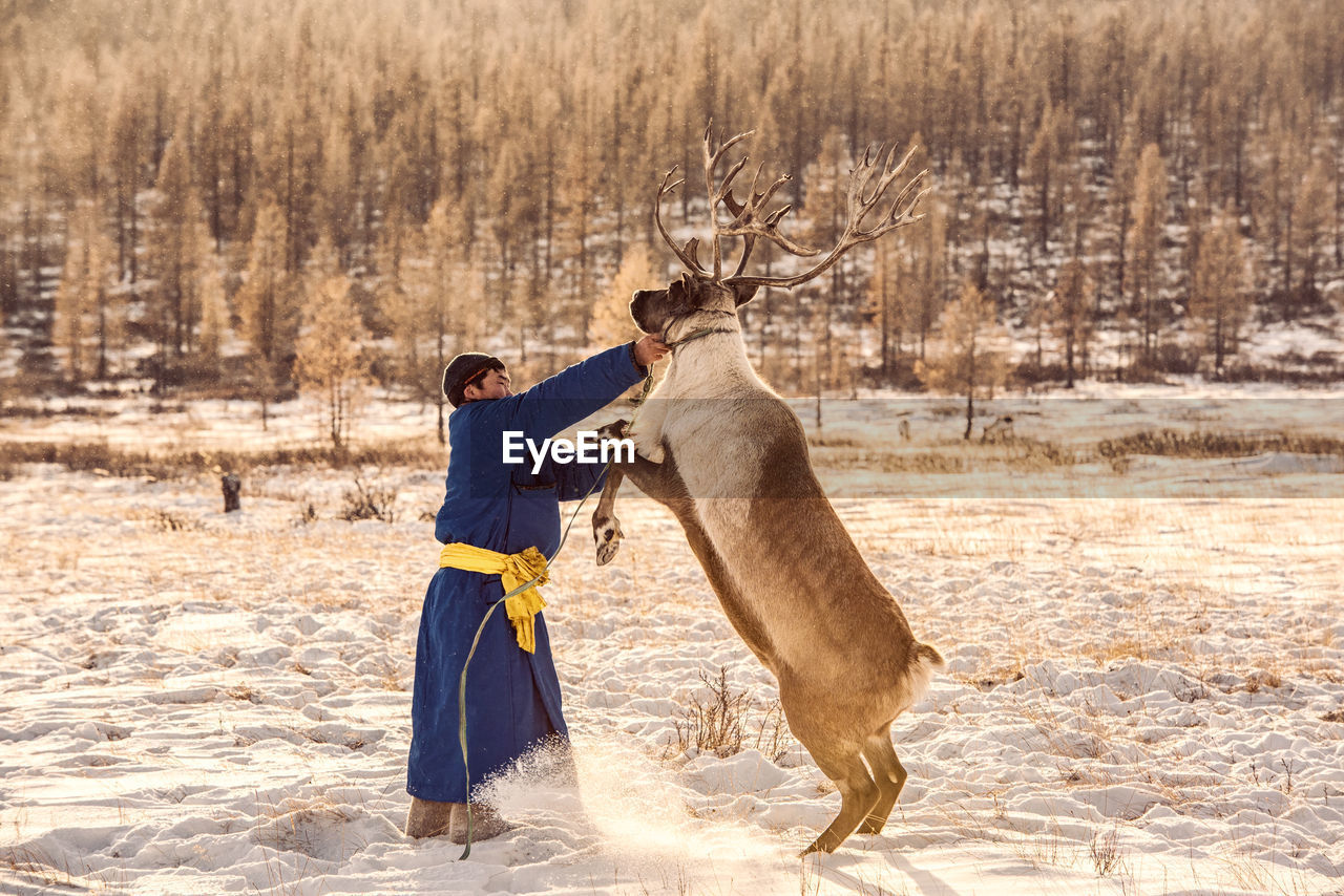 Man standing with reindeer on snow