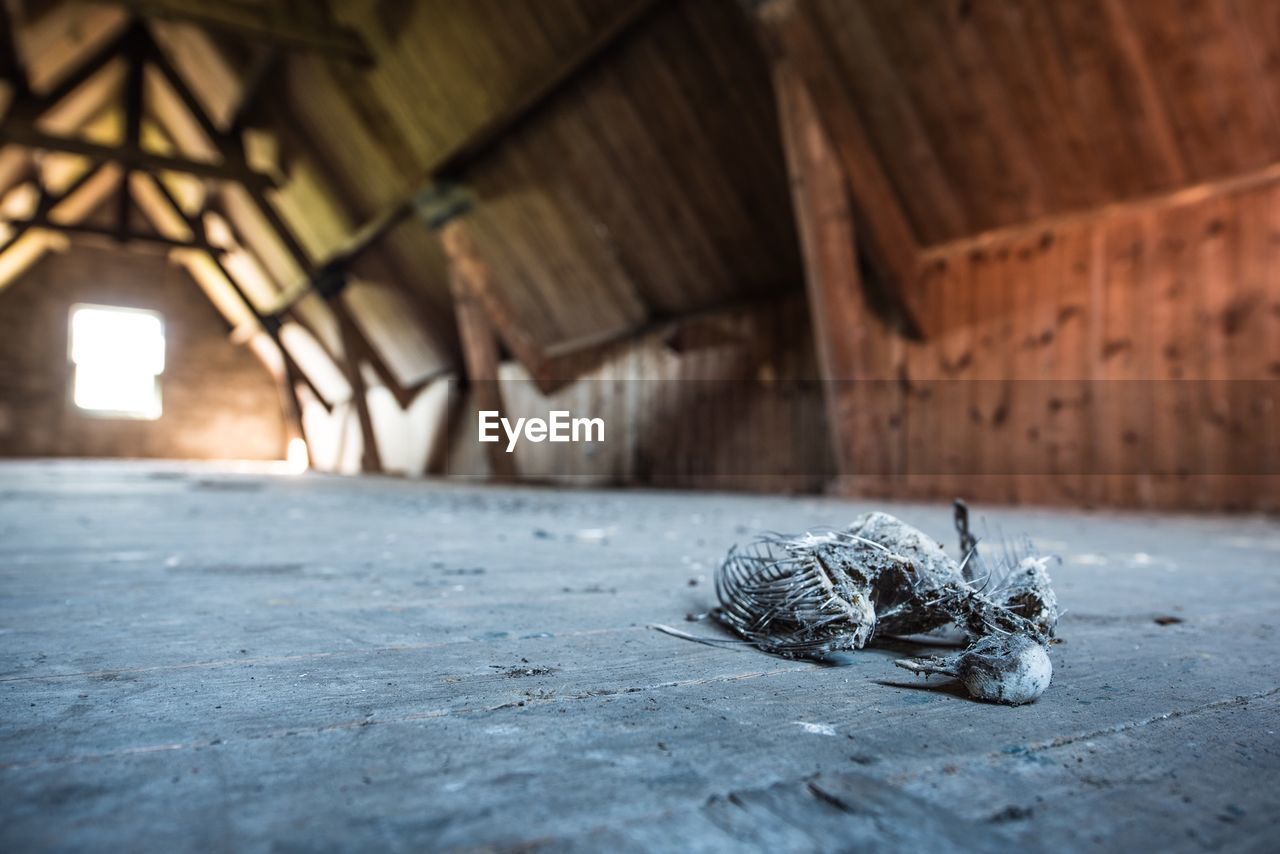 Close-up of bird skeleton in abandoned house