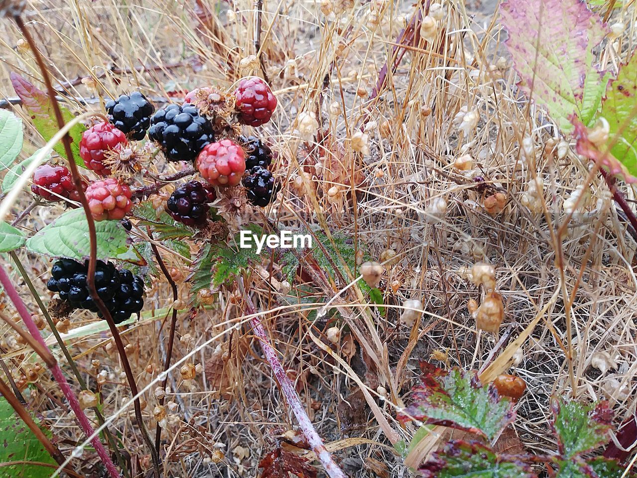 CLOSE-UP OF FRUITS GROWING ON PLANT