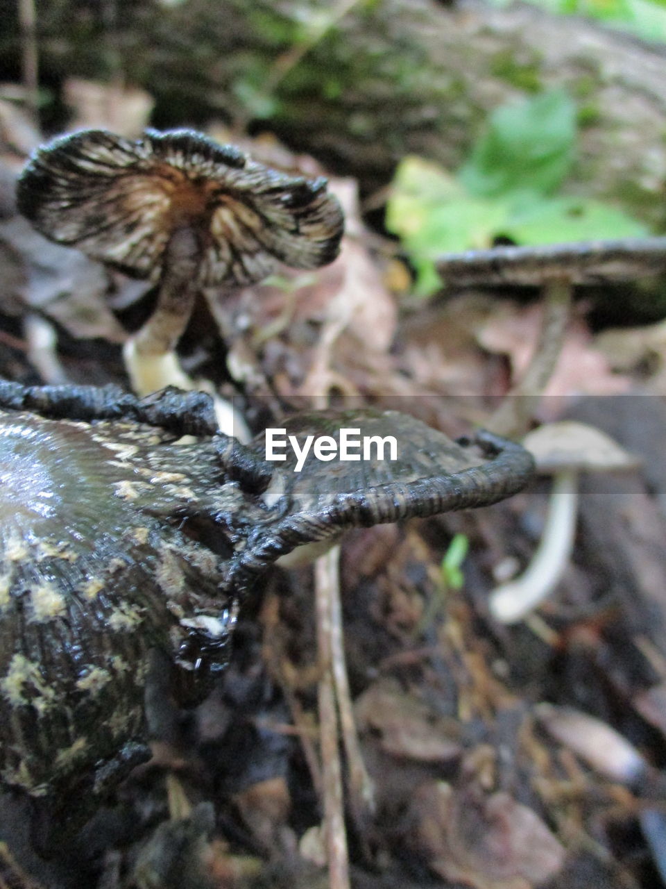 CLOSE-UP OF INSECT ON GROUND