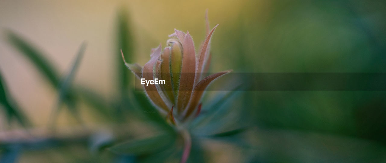 Close-up of plant against blurred background