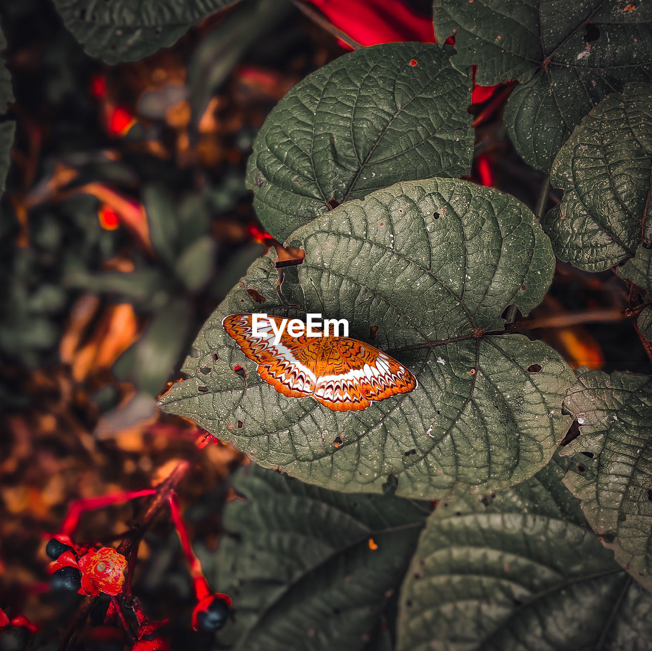 CLOSE-UP OF ORANGE LEAVES ON PLANT
