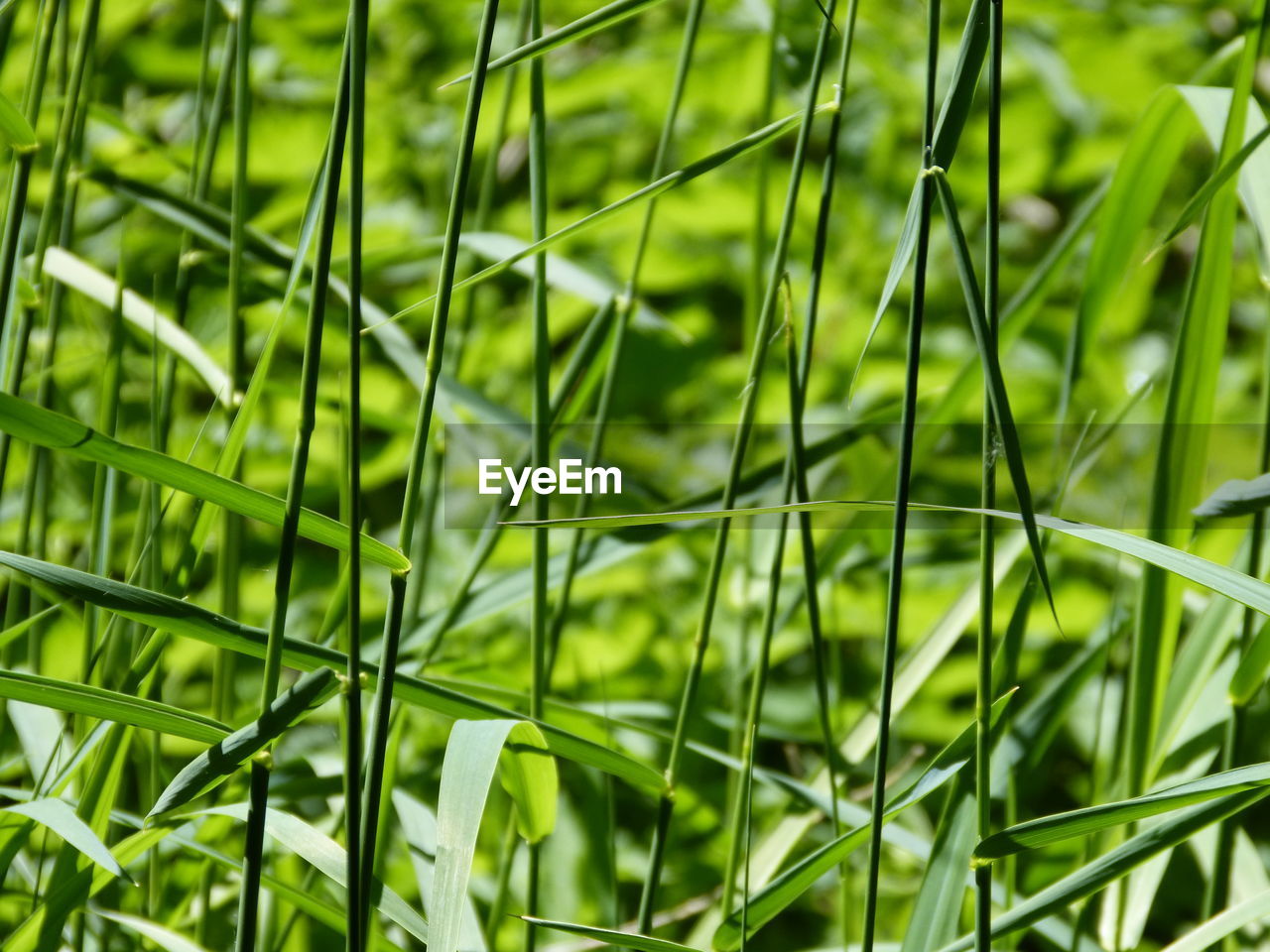 CLOSE-UP OF BAMBOO TREES