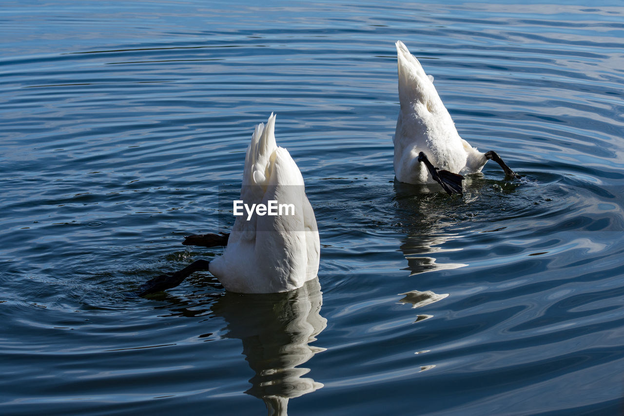 VIEW OF SWAN IN LAKE