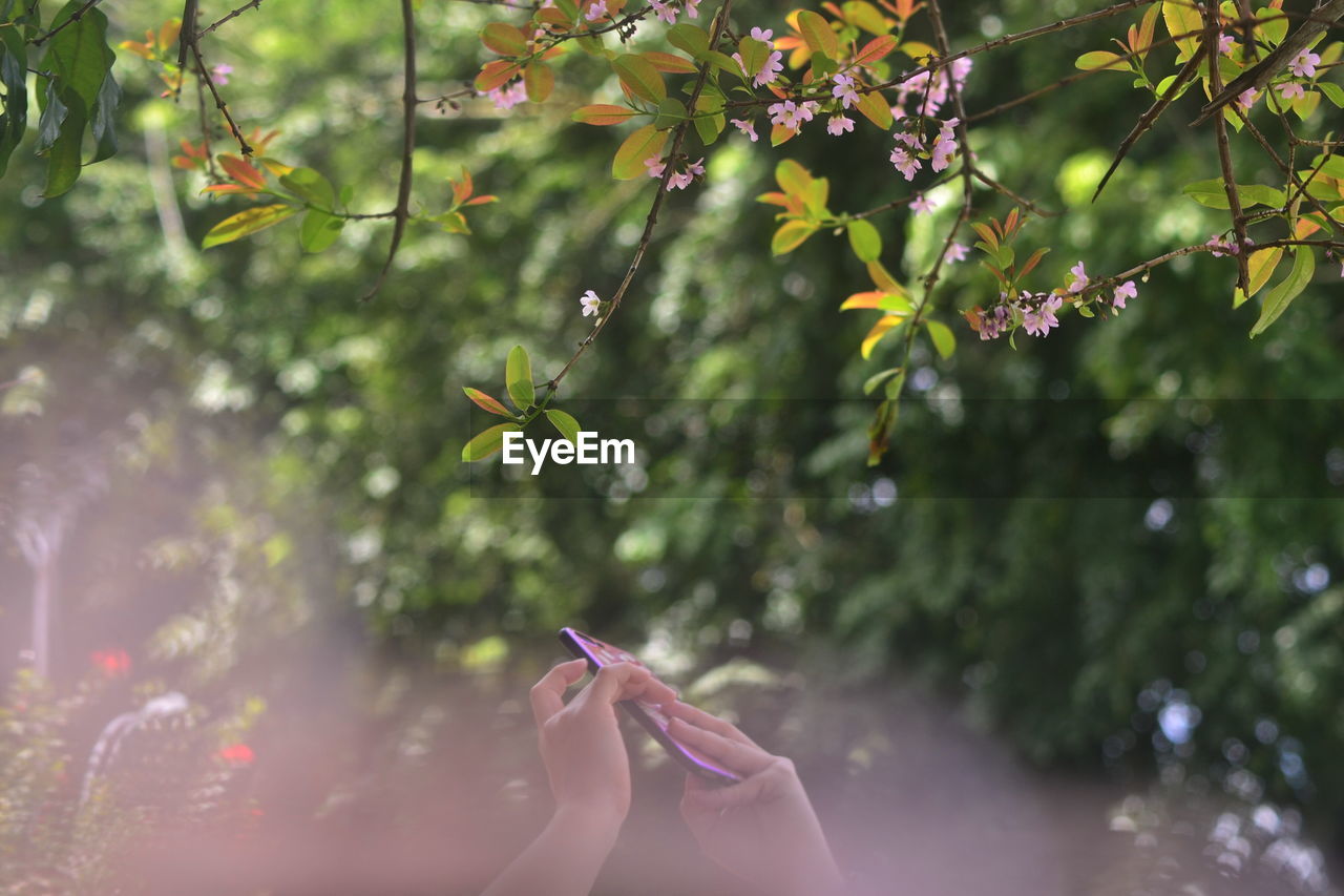 plant, tree, leaf, flower, sunlight, nature, branch, green, outdoors, autumn, one person, hand, beauty in nature, day, wireless technology, technology, smartphone, portable information device, forest, plant part, adult, spring, blossom, lifestyles, activity, mobile phone, selective focus, leisure activity, summer, communication, flying