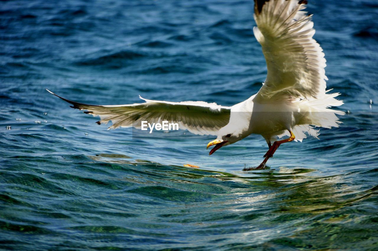 Seagull landing on sea