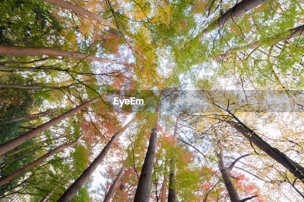 LOW ANGLE VIEW OF TREE TRUNKS IN FOREST