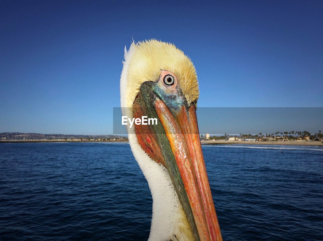 Close-up of pelican by sea against clear blue sky