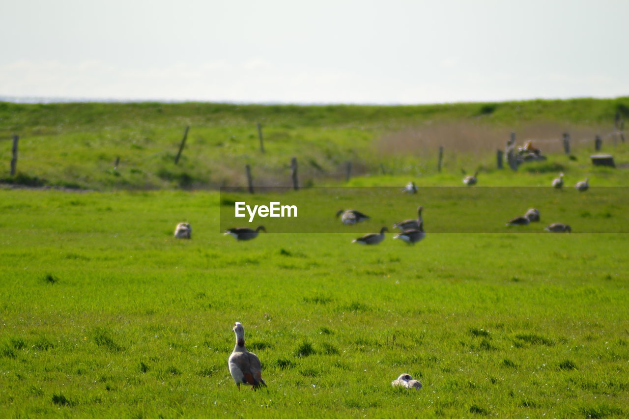 FLOCK OF BIRDS ON THE LAND