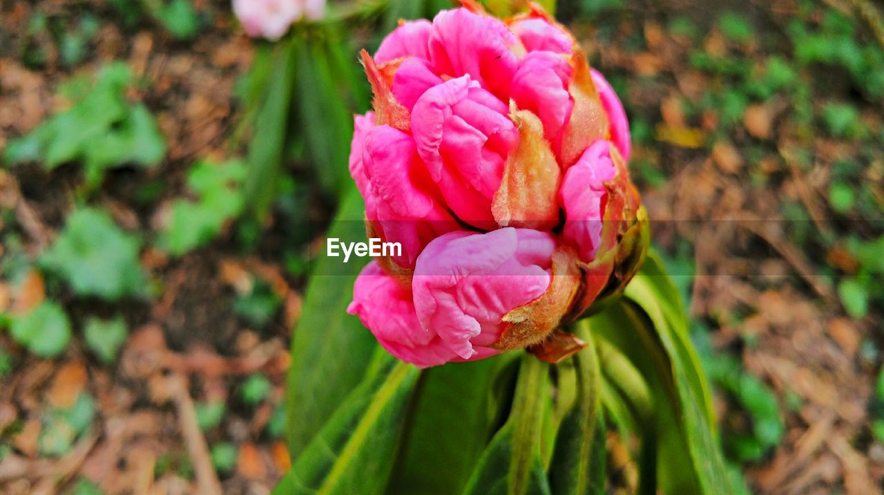 CLOSE-UP OF PINK ROSE BLOOMING OUTDOORS