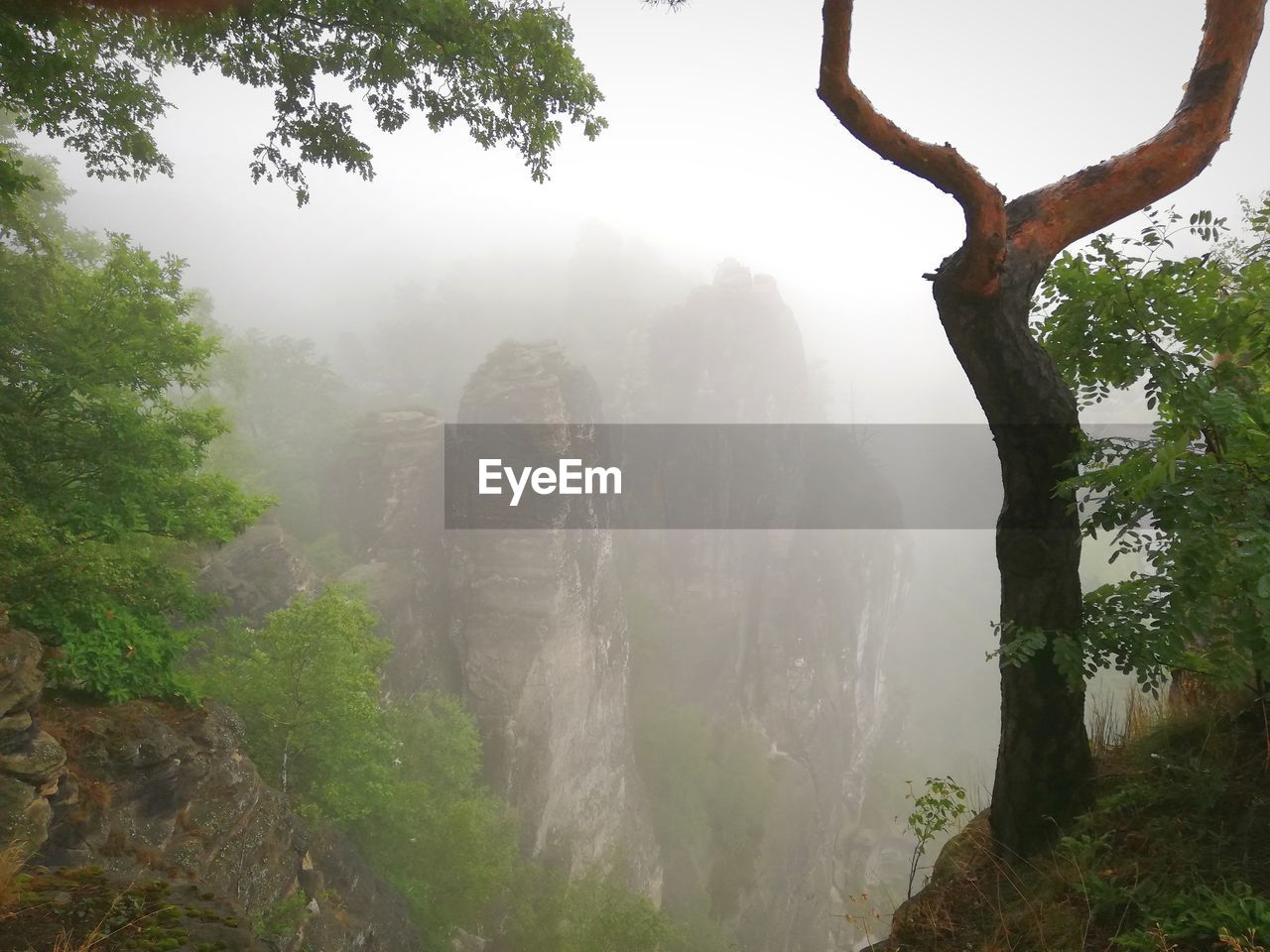 VIEW OF TREES IN FOREST