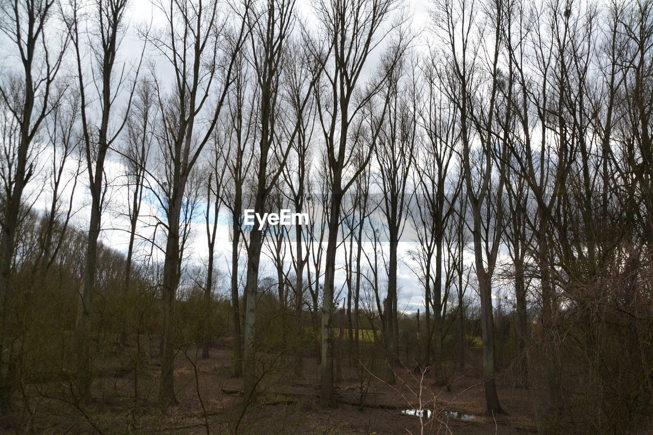 BARE TREES ON LANDSCAPE AGAINST SKY