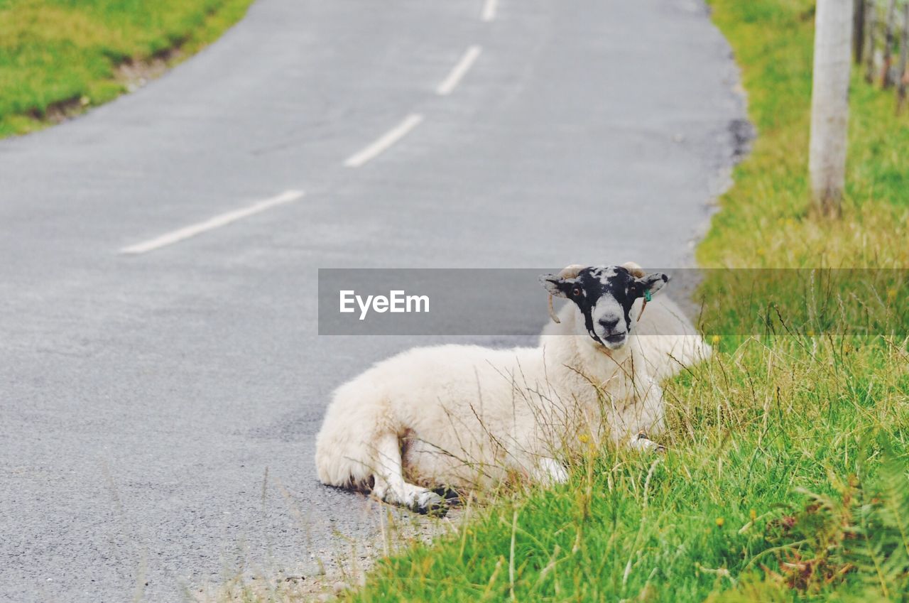 Portrait of sheep on road