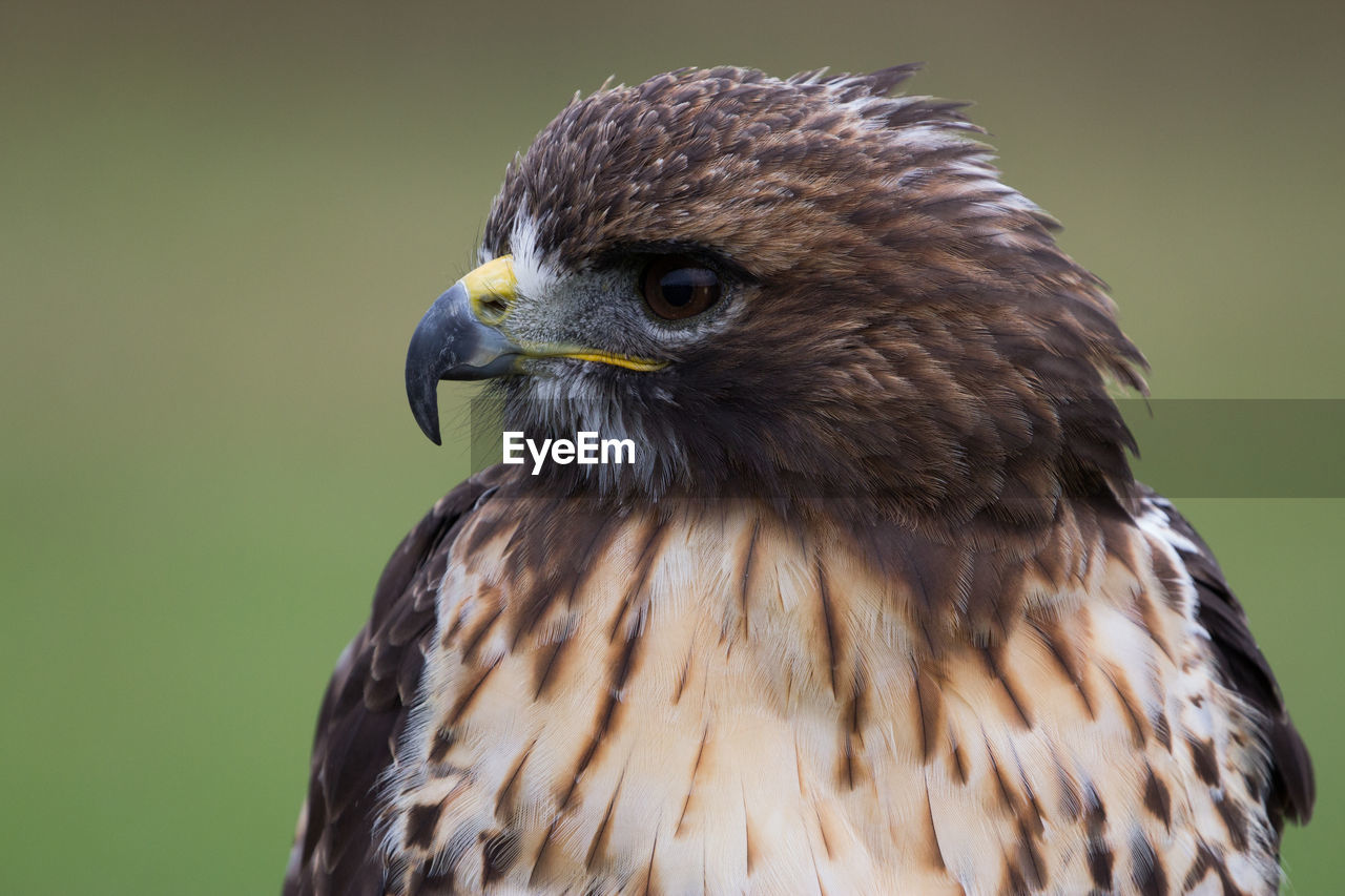 Close-up of eagle against blurred background