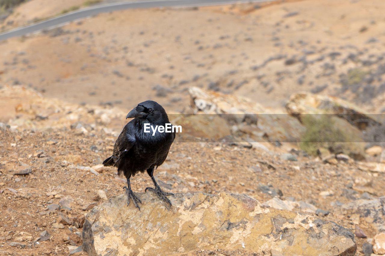 Crow perching on rock