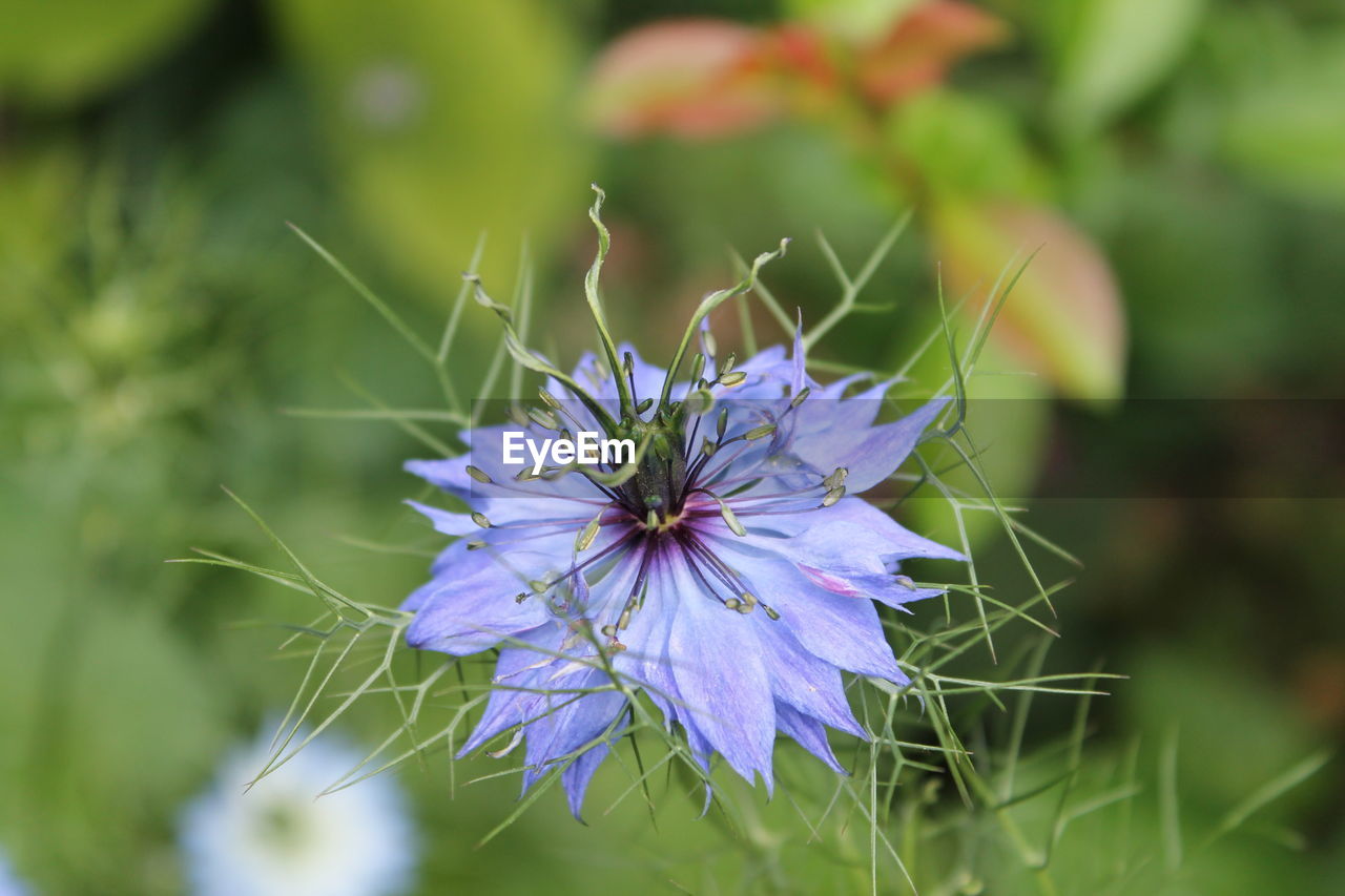 Close-up of purple flowers blooming