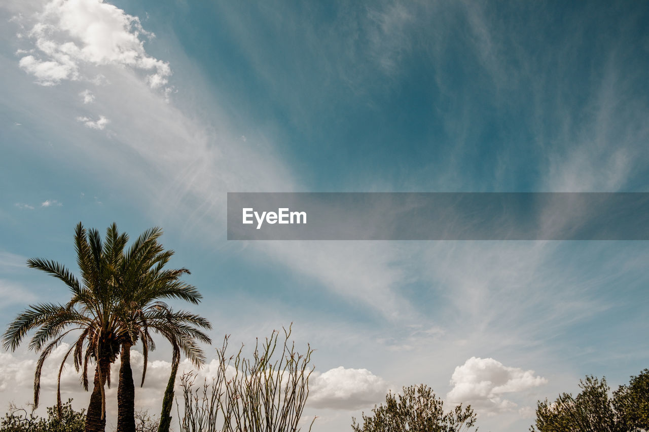 Palm tree and sunny blue sky