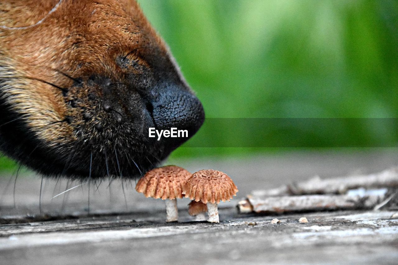 Close-up of dog smelling mushrooms