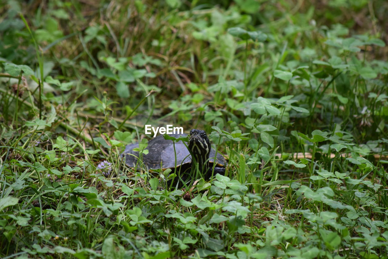 Close-up of turtle on grassy field